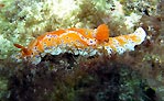 Short-tailed Nudibranch
