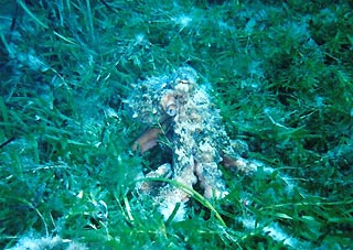 Octopus in seagrass