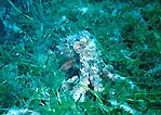 Octopus in seagrass