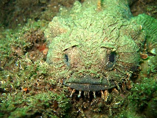 Eastern Frogfish, up close and personal.