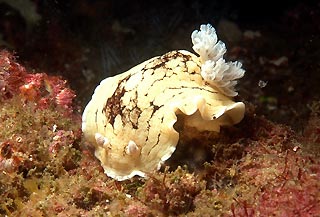 Nudibranch - Aphelodoris varia