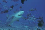 Dive Fiji, Scuba Diver Australasia