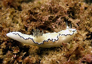 Nudibranch - Glossodoris atromarginata