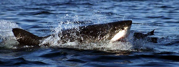 Great White Shark, Carcharodon
carcharias