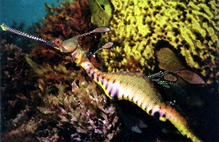 Weedy Seadragon