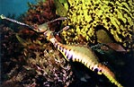 Weedy Seadragon