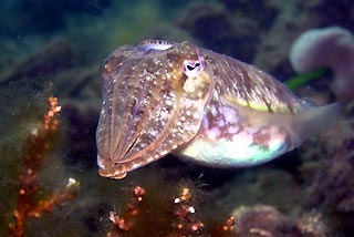 Cuttle Fish