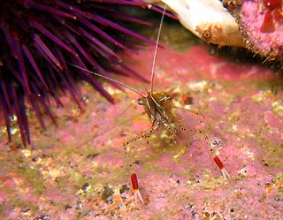 Coles Bay shrimp