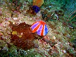 English" coral on Ningaloo Reef