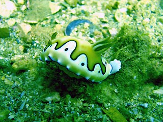 Beautiful seaslug