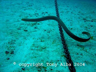Olive Sea snake