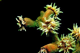 Coral Feeding