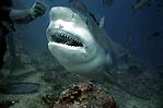 Bull Shark. Shark feeding Fiji