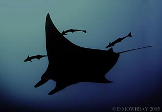 Manta Ray cruising