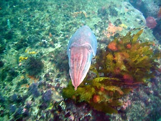 Cuttlefish Escape