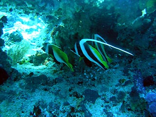 Fiji Bannerfish