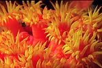 Yellow Tubastrea Coral