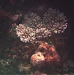 Coral Portrait