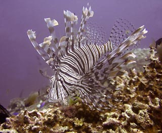 Lionfish at Milne Bay