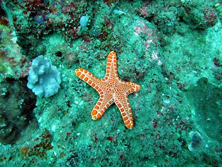 Orange Starfish