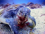 Green Turtle, (Chelonia mydas), Julian Rocks at Byron Bay