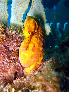 Big-Belly Seahorse, Gold