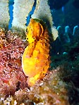 Big-Belly Seahorse, Gold