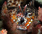 Dragon Eel at the Chicken Farm, Christmas Island