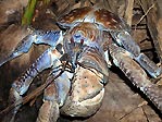 Robber Crab, Birgus latro , at Dolly Beach, Christmas Island