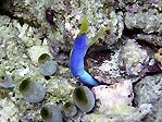 Blue Ribbon Eel,  Rhinomuraena quaesita 