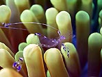 Anemone Shrimp