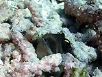 Jawfish,  Opistognathus sp. 