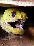 Darkspotted or Fimbriated Moray, Gymnothorax fimbriatus