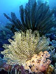 Feather Stars at Wakatobi