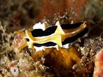 Nudibranch