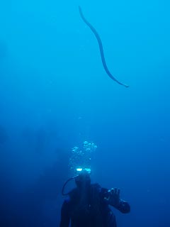 Yongala (green sea) Snake