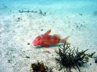 Blue-lined Goatfish