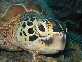 Sipidan Sea Turtle