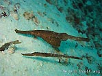 A pair of Robust Ghostpipefish
