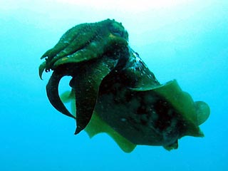 UFO Cuttlefish