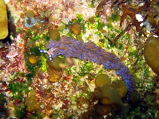 Blue Dragon (<em>Pteraeolidia ianthina</em>)