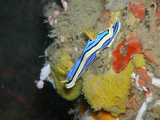 Nudibranch on the President Coolidge