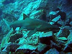 Grey Nurse Shark (<em>Carcharias taurus</em>)
