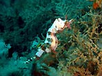 Pygmy Pipehorse (<em>Idiotropiscis lumnitzeri</em>)