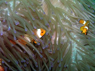 Anemonefish galore