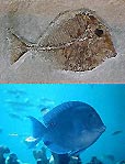 Tangs, fossil and current species