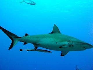 Grey Reef Shark (<em>Carcharhinus amblyrhynchos</em>)