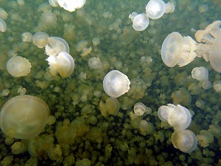 Amongst the Jellyfish