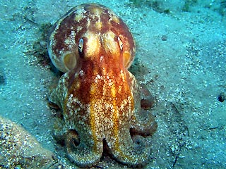 <em>Octopus pallidus</em>