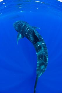 Two Whalesharks